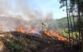 9 tháng, diện tích rừng bị cháy, chặt phá tăng 83% 